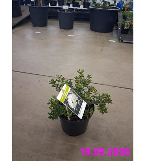 Ledum groenlandicum 'Helma' C 2,5 L